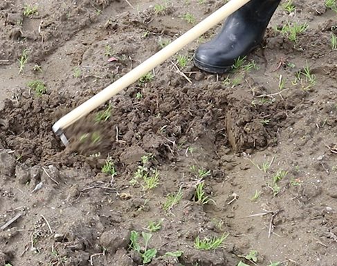 Hoe between the rows